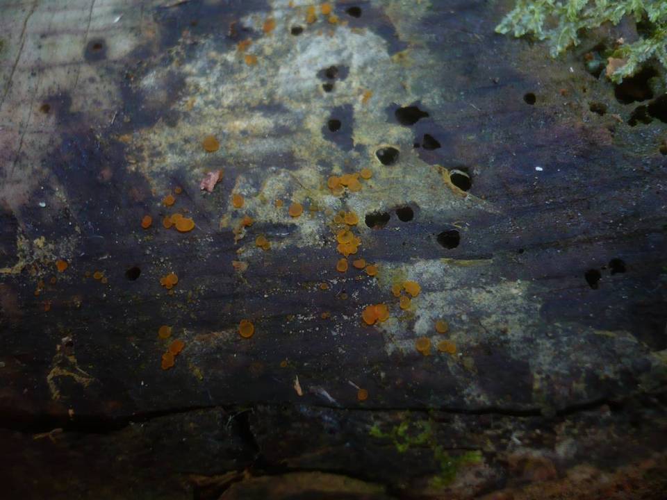 Orbilia eucalypti image
