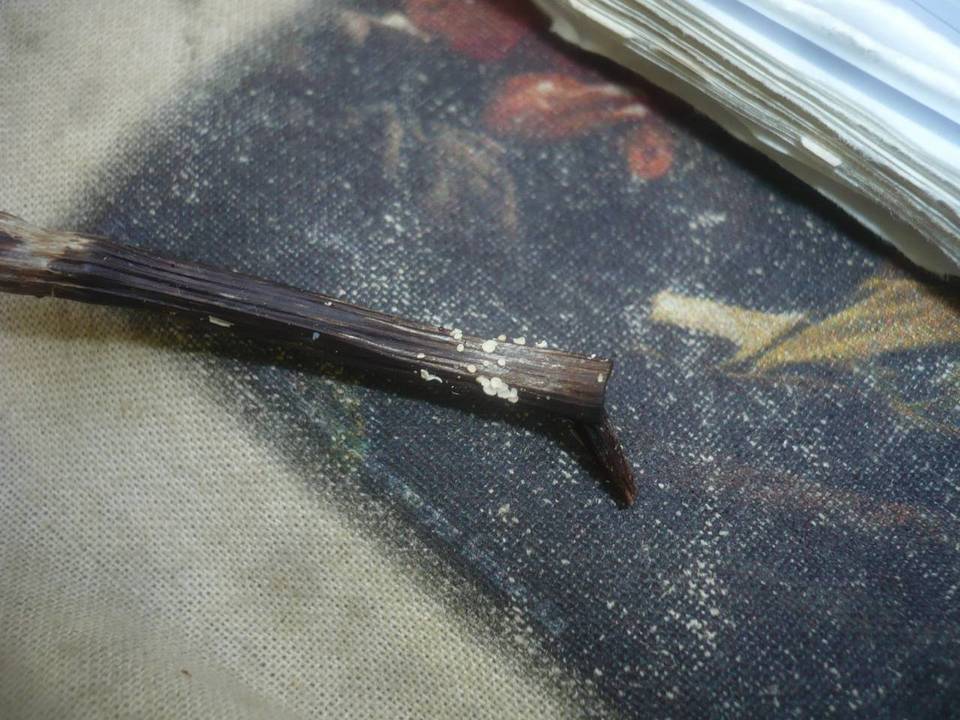 Psilachnum inquilinum image