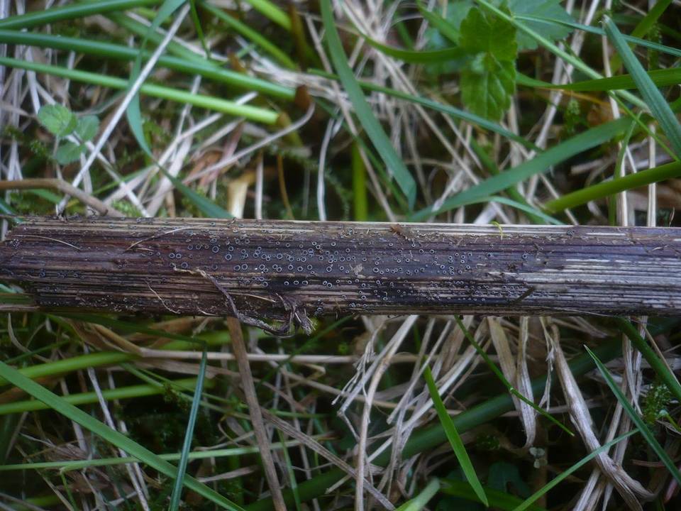 Pyrenopeziza carduorum image