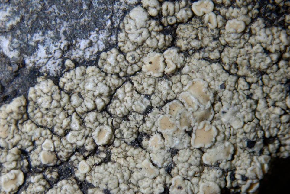 Lecanora albescens image
