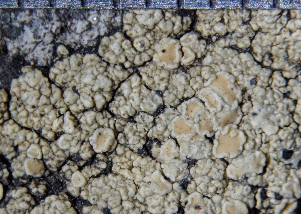 Lecanora albescens image