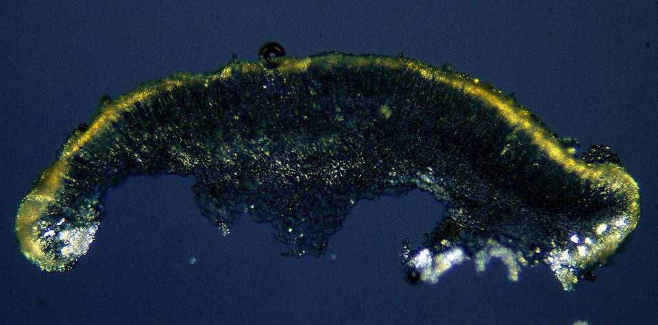 Lecanora albescens image