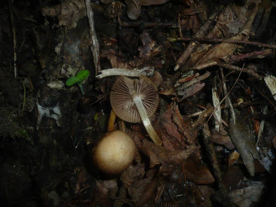 Psathyrella spadiceogrisea image