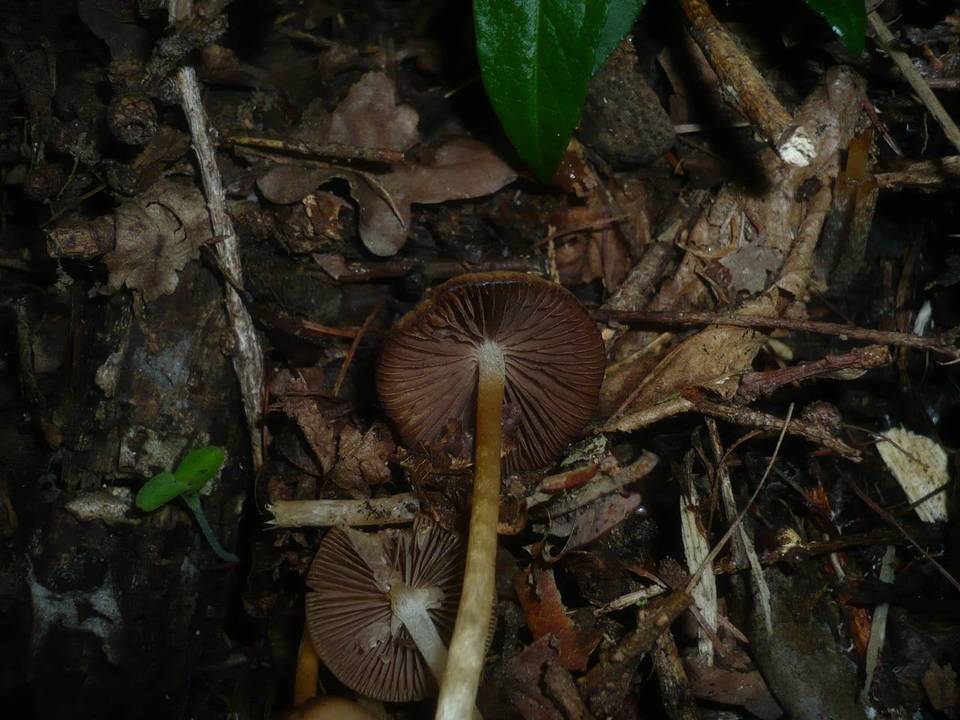 Psathyrella spadiceogrisea image