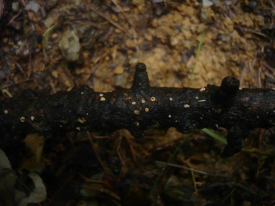 Lachnellula occidentalis image