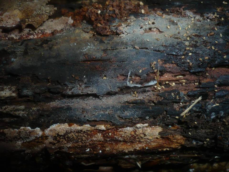 Tulasnella pinicola image