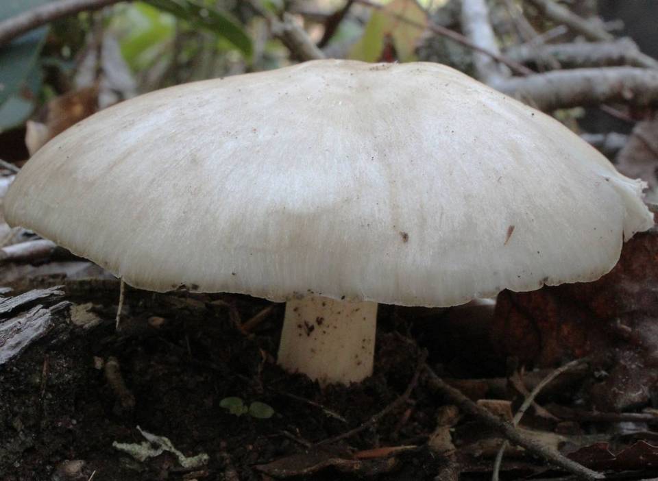 Megacollybia rodmani image