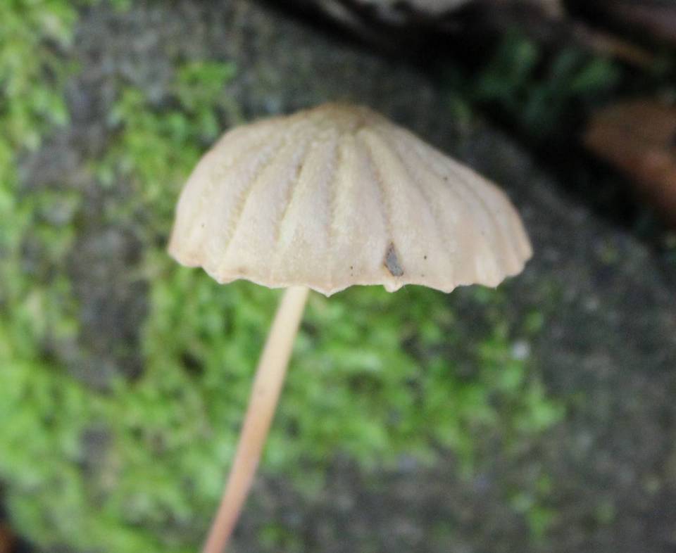 Marasmius haematocephalus var. anomaloides image