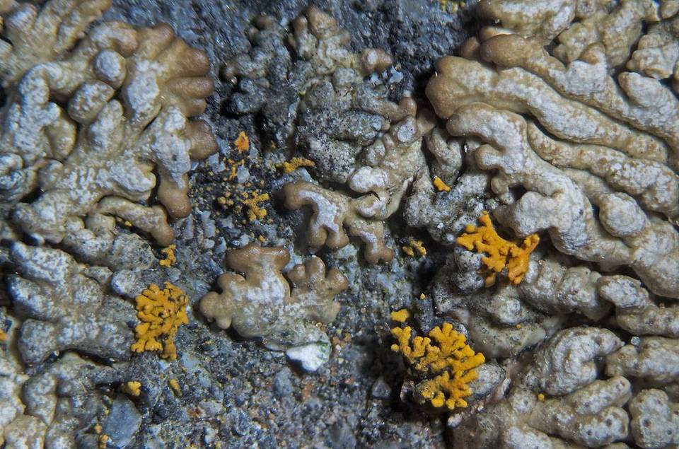 Lecanora straminea image