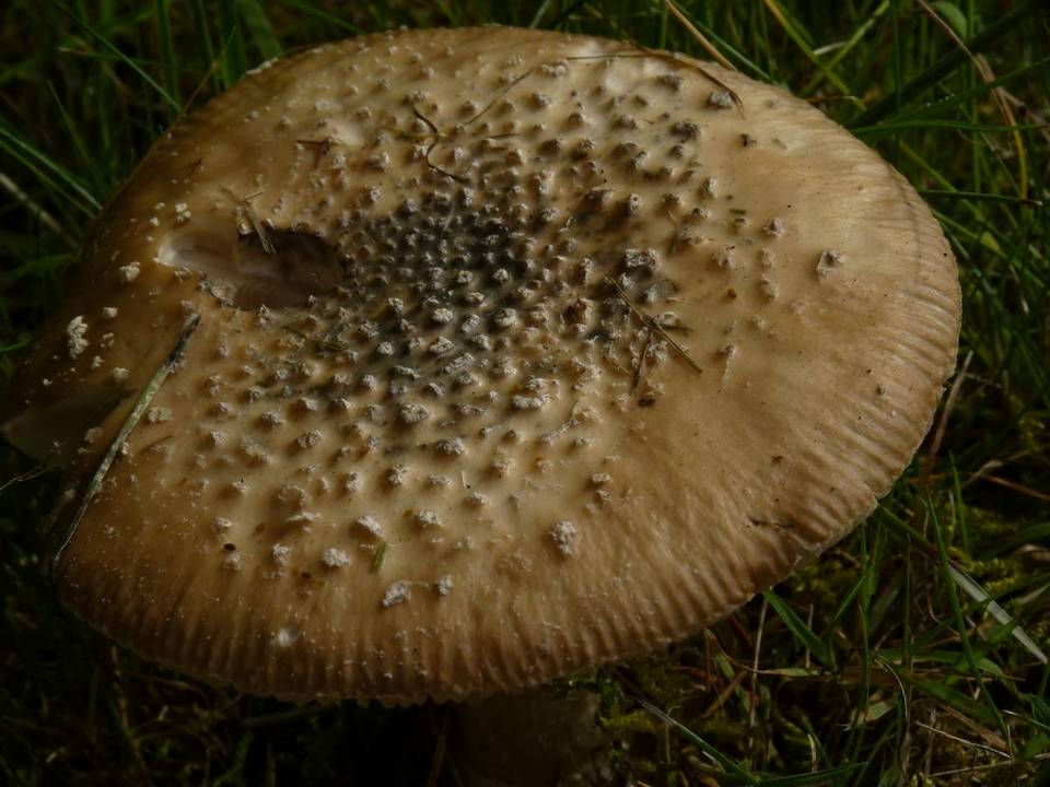Amanita ameripanthera image