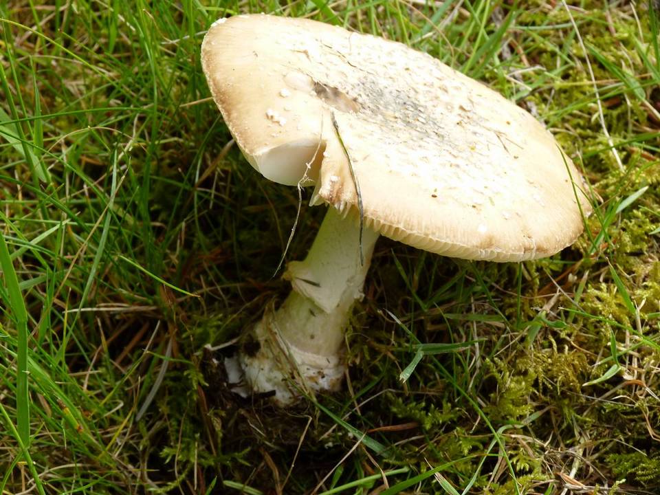 Amanita ameripanthera image