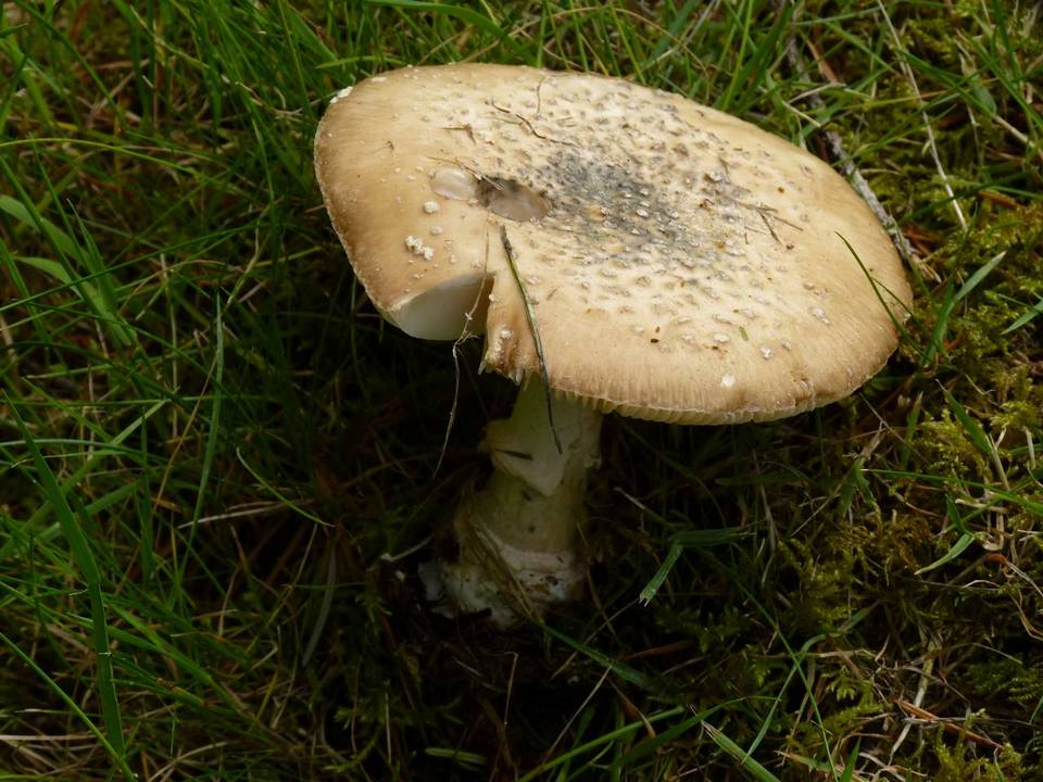 Amanita ameripanthera image