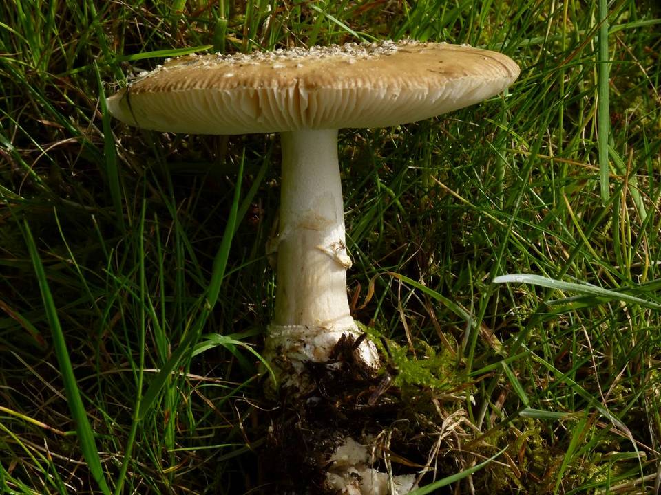 Amanita ameripanthera image
