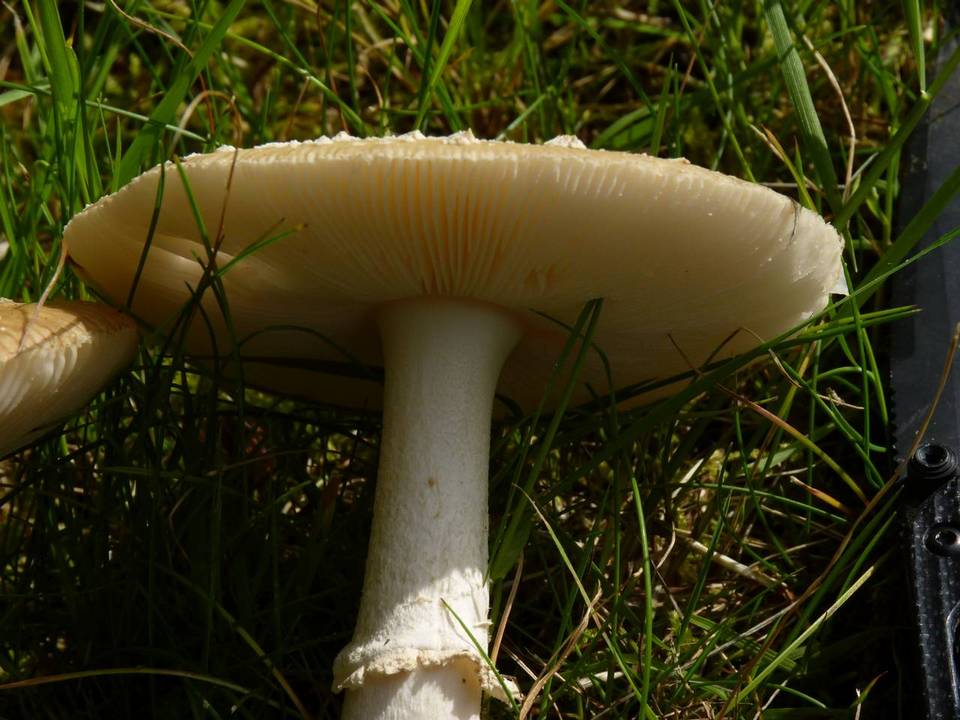 Amanita ameripanthera image