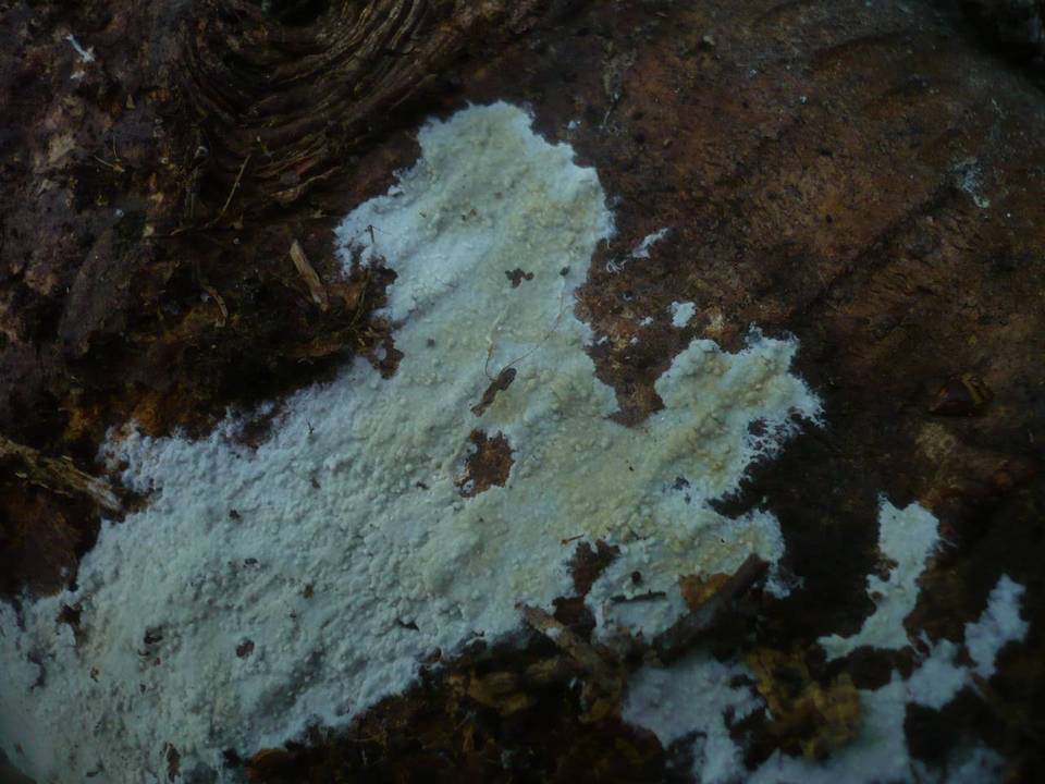 Hyphoderma argillaceum image