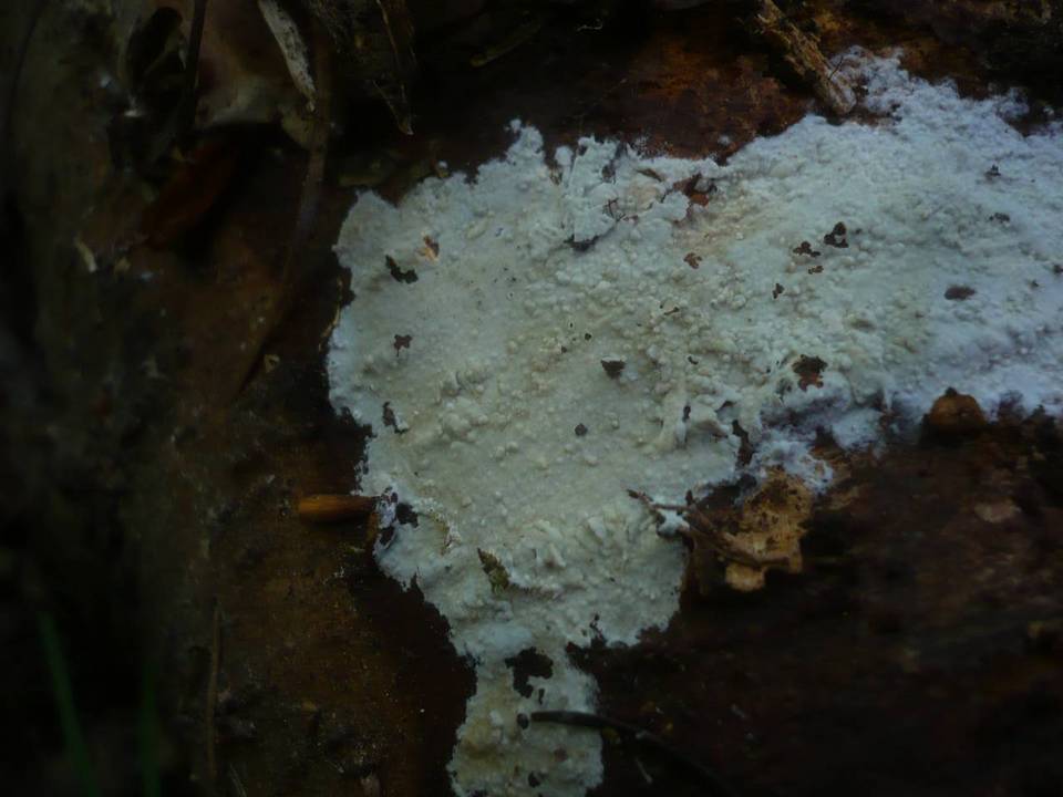 Hyphoderma argillaceum image