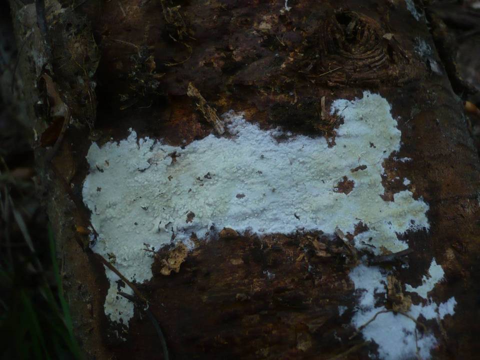 Hyphoderma argillaceum image