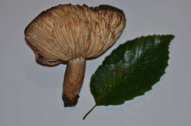 Lactarius circellatus image
