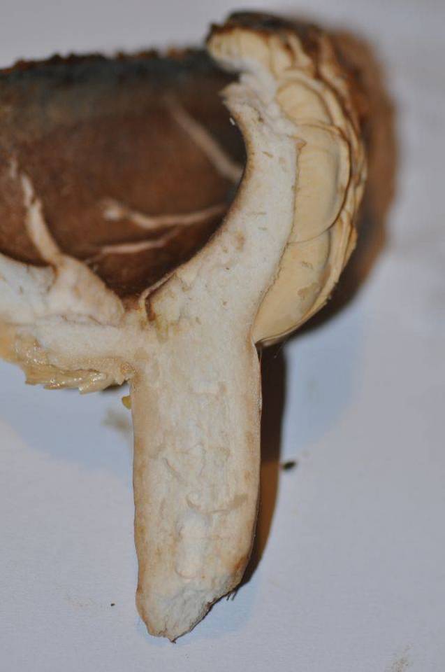 Lactarius circellatus image