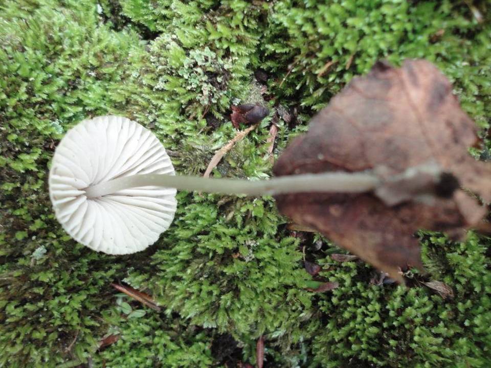Mycena arcangeliana image