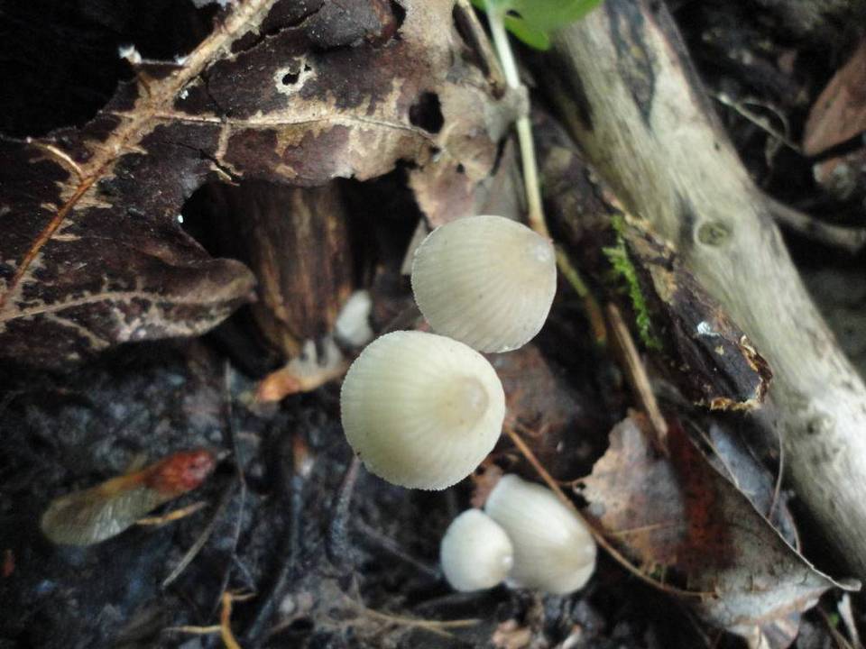 Mycena arcangeliana image