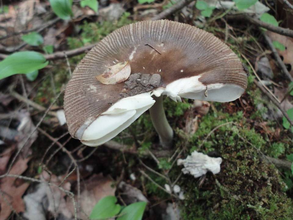Amanita borealisorora image