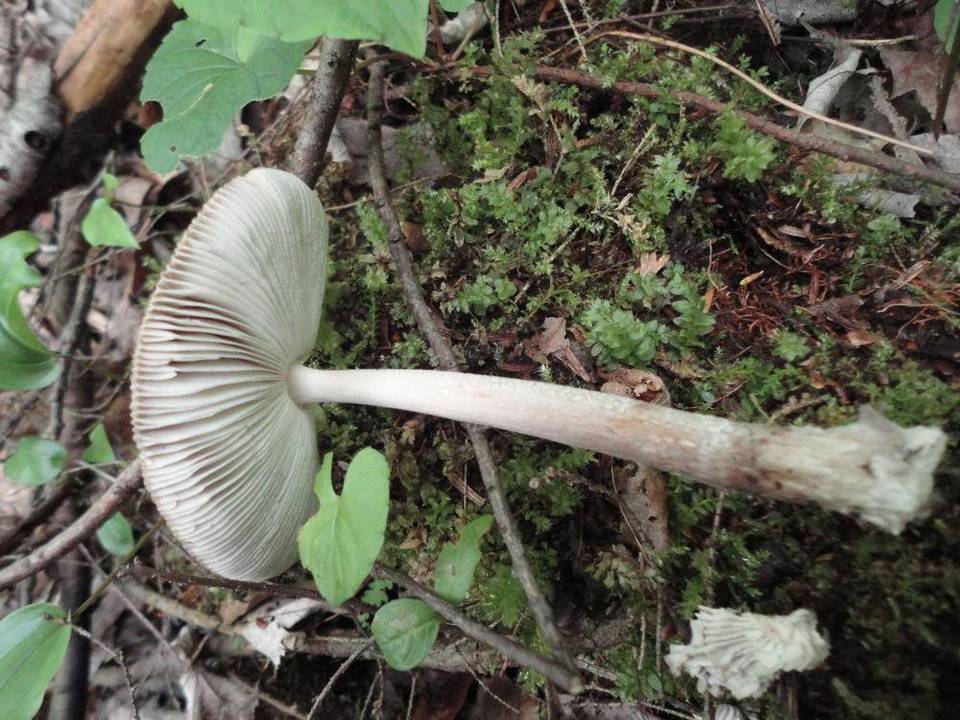 Amanita borealisorora image