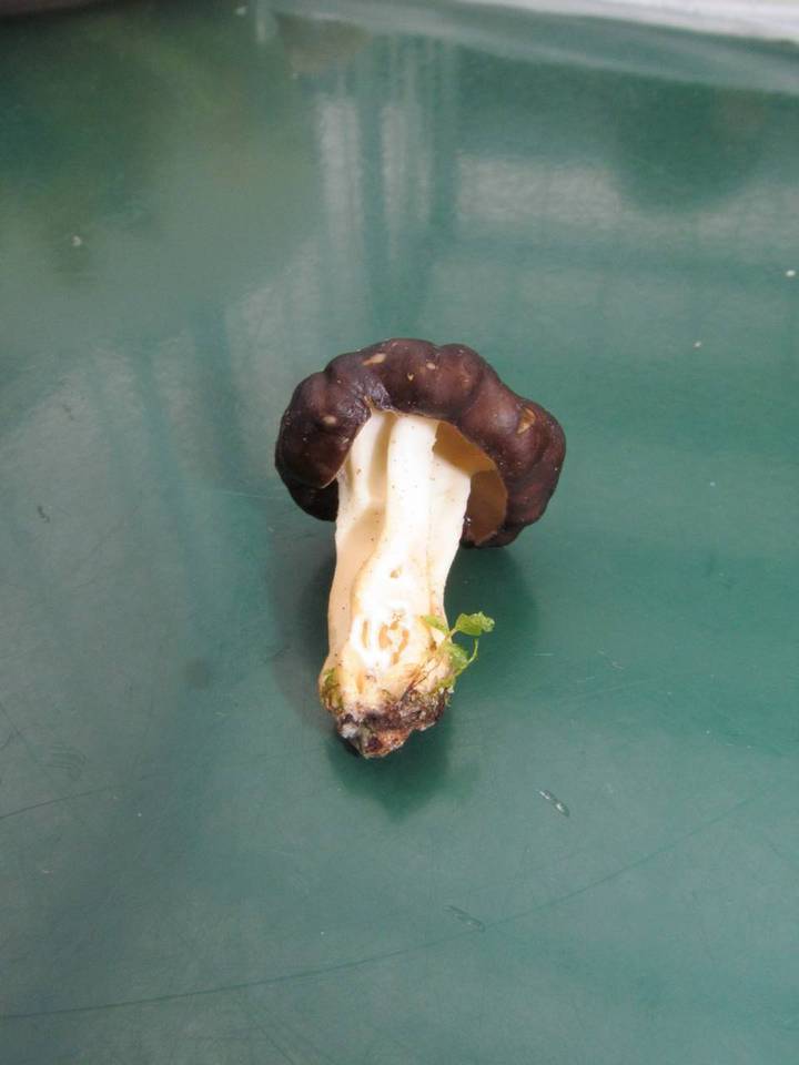 Gyromitra californica image