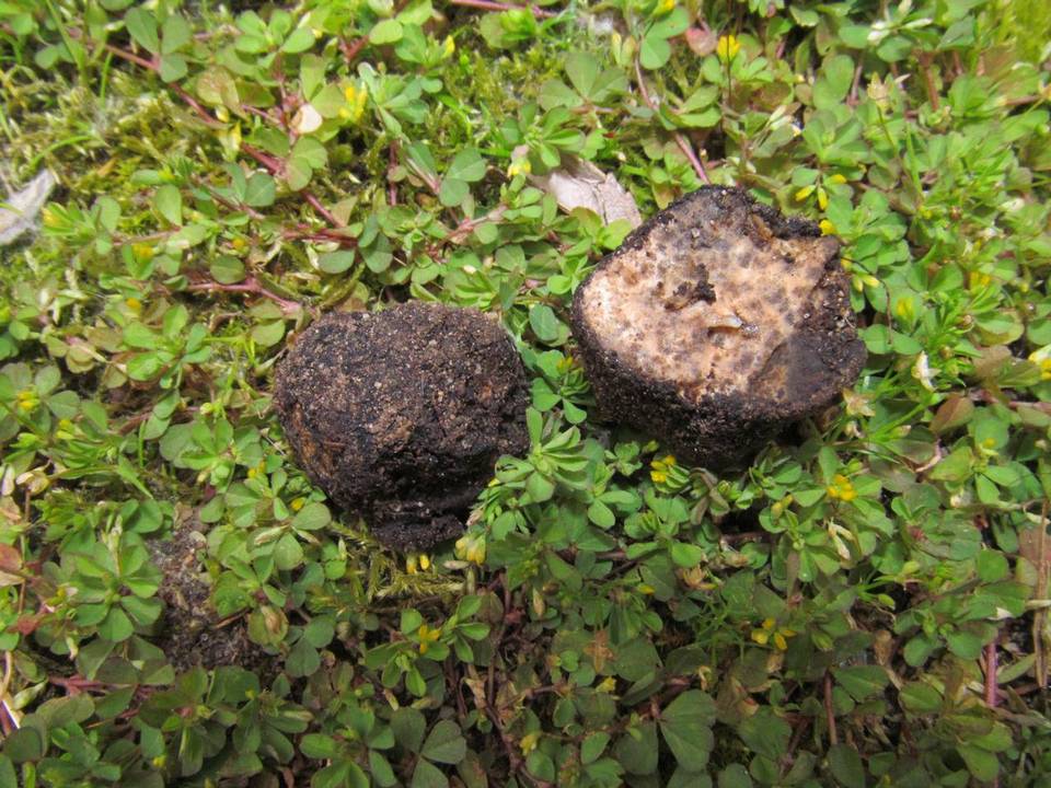 Picoa carthusiana image