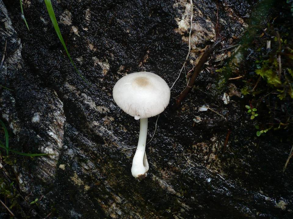 Volvariella murinella image
