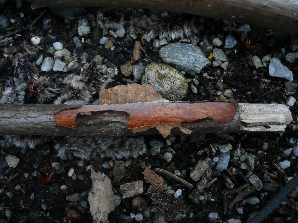 Vuilleminia comedens image