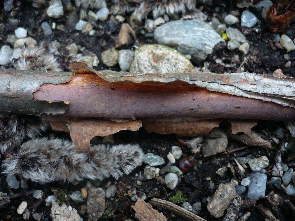Vuilleminia comedens image