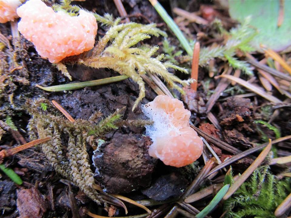Tubulifera arachnoidea image