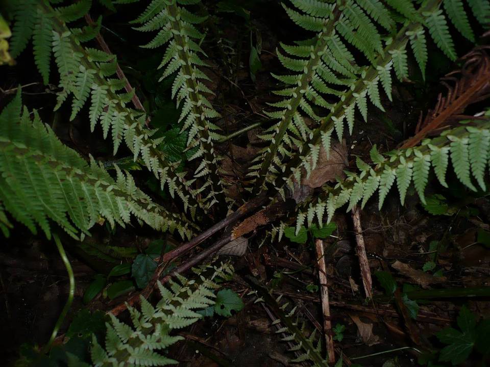 Woldmaria filicina image