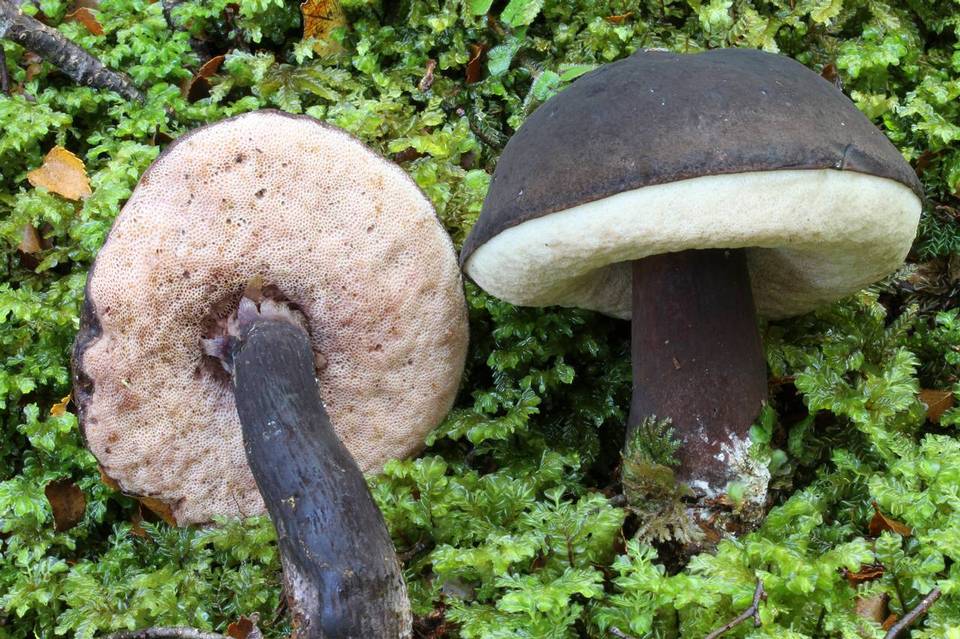 Tylopilus formosus image