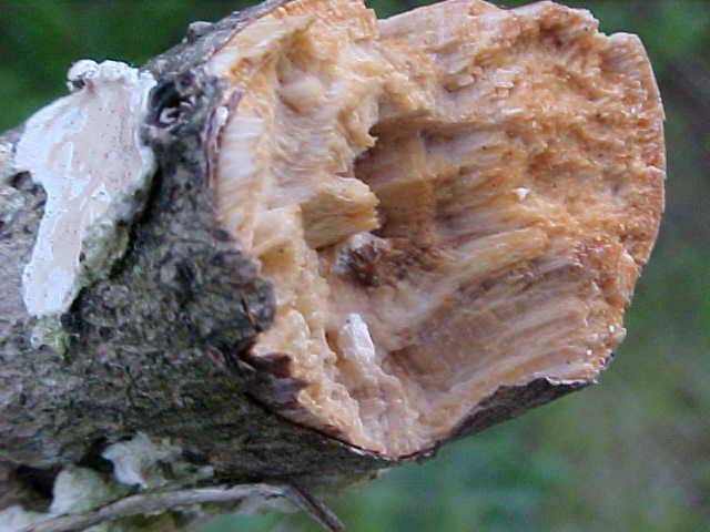 Phlebiopsis gigantea image