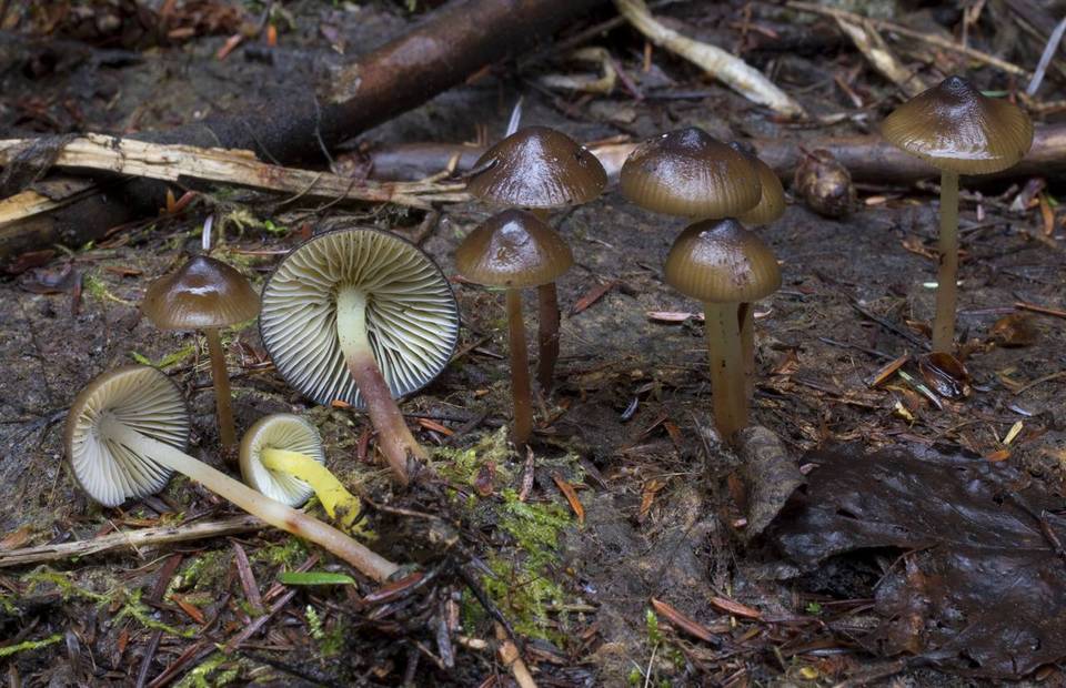 Mycena nivicola image