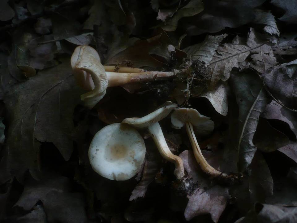 Gymnopus aquosus image