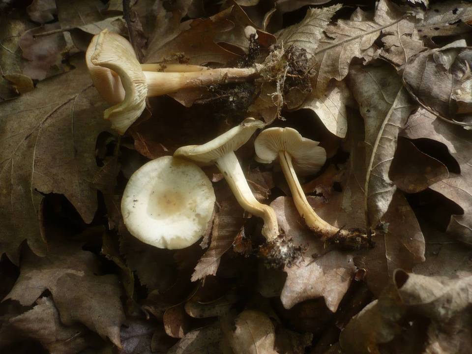 Gymnopus aquosus image