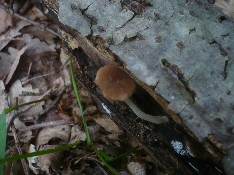 Pluteus nanus image