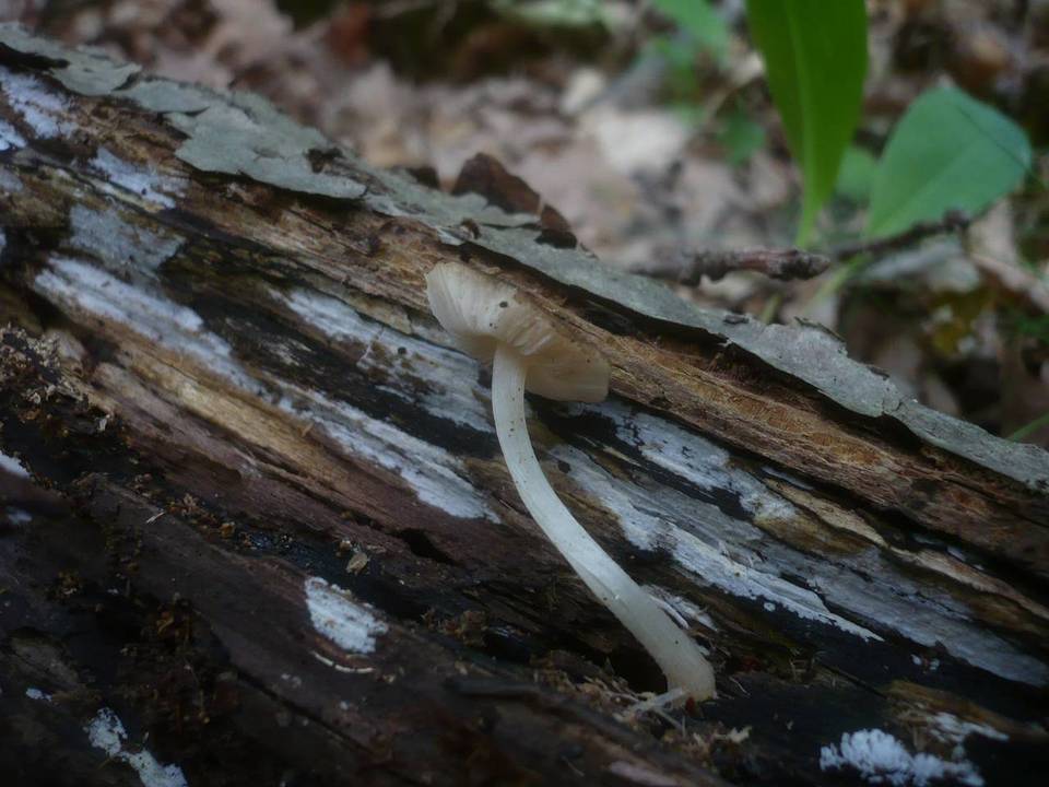 Pluteus nanus image