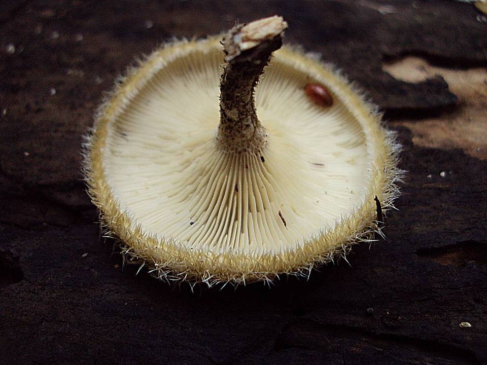 Lentinus berteroi image