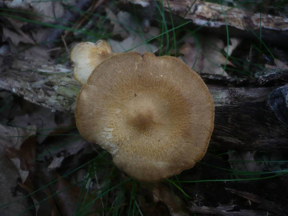 Polyporus ciliatus image