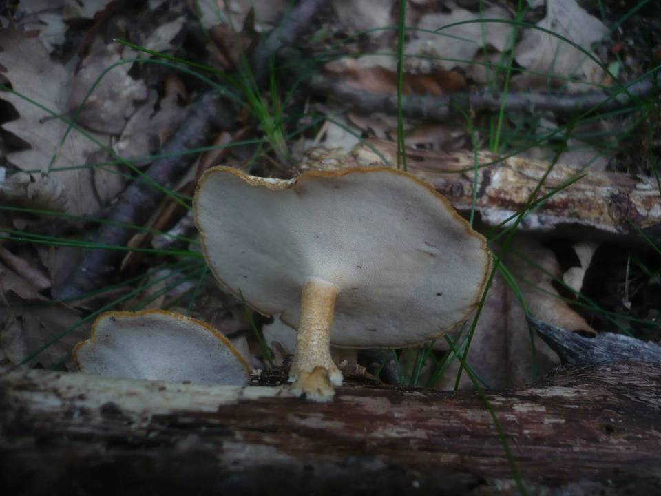 Polyporus ciliatus image