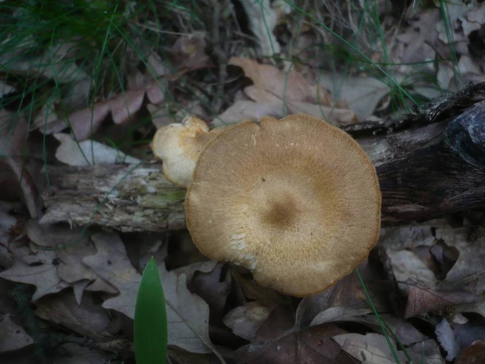 Polyporus ciliatus image
