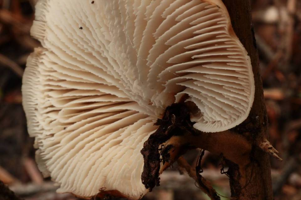 Lentinellus montanus image