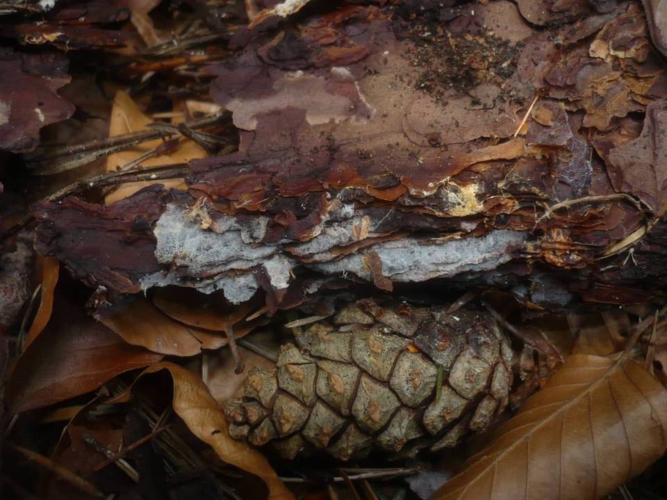 Botryobasidiaceae image