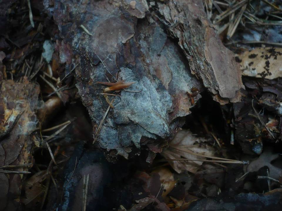 Botryobasidiaceae image