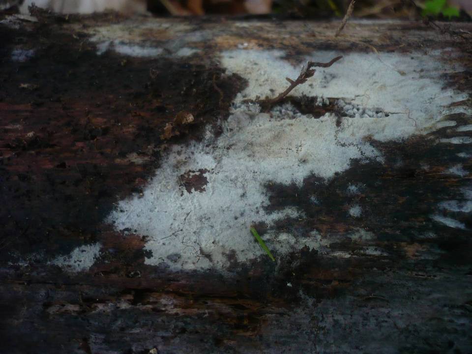 Botryobasidium subcoronatum image