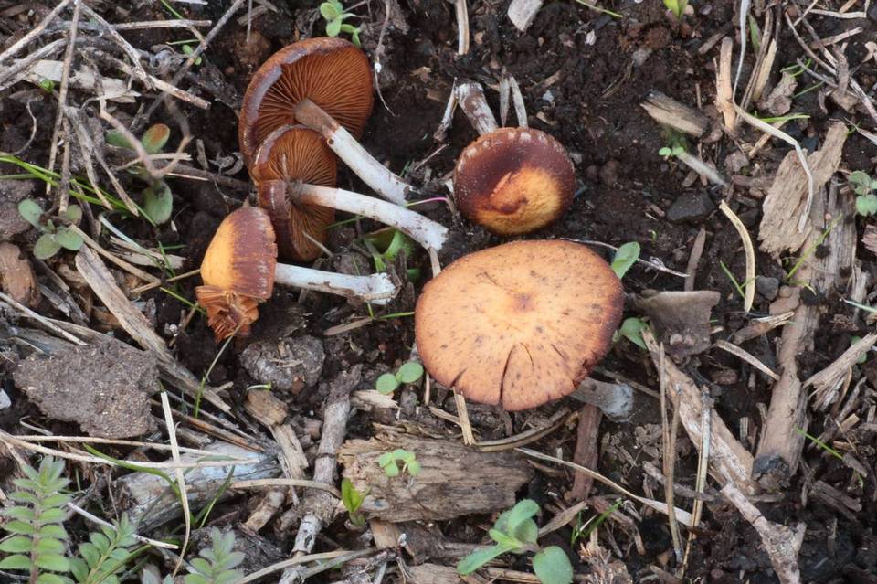 Pachylepyrium carbonicola image
